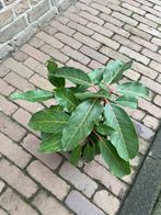 Zeldzame brede wintergroene struik, Tuin en Terras, Planten | Tuinplanten, Vaste plant, Halfschaduw, Zomer, Ophalen