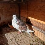 Doffer, Mannelijk, Kropper