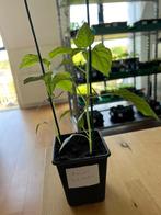 Biologische Paprika planten 1,25, Zomer, Ophalen, Groenteplanten, Eenjarig