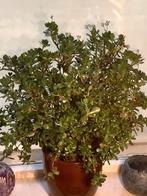 Crassula Ovata JADEPLANT  plant, 40 jaar oud, nu in bloei!!, Huis en Inrichting, Kamerplanten, Ophalen, Vetplant, In pot, Minder dan 100 cm