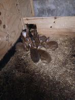 Belgische hazen, Geslacht onbekend, Groot, 0 tot 2 jaar