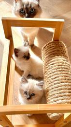 Ragdoll kittens, Poes, Gechipt