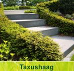 Taxus Baccata haag, Ophalen of Verzenden, Bloeit niet, Overige soorten, Volle zon