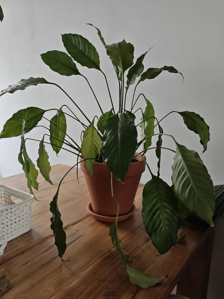 Lepelplant - Spathiphyllum, Huis en Inrichting, Kamerplanten, Overige soorten, Minder dan 100 cm, Groene kamerplant, Ophalen of Verzenden
