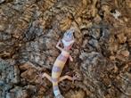 Luipaardgekko eublepharis macularis 0.0.1
#10, Hagedis