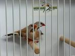 Bruine spitsstaartamadine - Poephila acuticauda, Meerdere dieren, Tropenvogel, Geringd