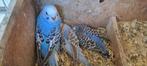 Jonge grasparkieten voor tam te maken, Dieren en Toebehoren, Vogels | Parkieten en Papegaaien, Meerdere dieren, Parkiet, Tam