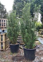 Cephalotaxus, Ophalen, Vaste plant