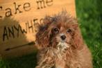 Cavapoo pups bij interesse direct beschikbaar, België, Rabiës (hondsdolheid), 15 weken tot 1 jaar, Meerdere