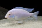 Gezocht Cyrtocara_Moorii Albino, Dieren en Toebehoren, Vis, Zoetwatervis