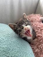 4 lieve kittens zoeken een nieuw huisje, Meerdere dieren, Ontwormd, 0 tot 2 jaar