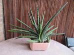 Prachtige SANSEVIERIA in granieten pot, Ophalen, In pot, Halfschaduw, Minder dan 100 cm