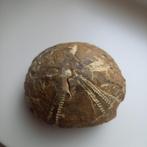 zee egel fossiel, Ophalen, Fossiel