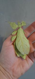 Wandelend blad (cryptophilium limogesi), Dieren en Toebehoren, Wandelende tak