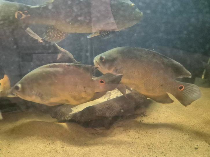 Wildvang pauwogen, Dieren en Toebehoren, Vissen | Aquariumvissen, Vis