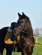 Gave zwarte welsh D pony, Dieren en Toebehoren, Merrie, B, Gechipt, Dressuurpony