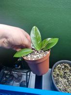 Hoya Carnosa kamerplant, Huis en Inrichting, Kamerplanten, Ophalen, Halfschaduw, Minder dan 100 cm