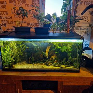 eheim aquarium beschikbaar voor biedingen