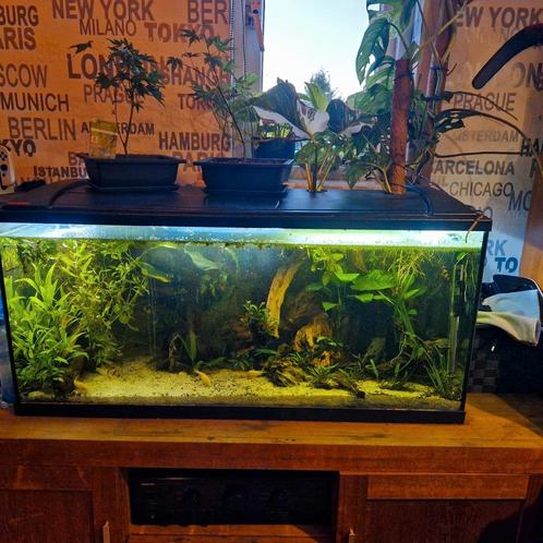 eheim aquarium, Dieren en Toebehoren, Vissen | Aquaria en Toebehoren, Zo goed als nieuw, Ophalen of Verzenden