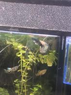 Kweekkoppel Yellow Tiger King Cobra Gup, Vis
