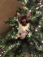 Ter adoptie: Vier schattige tijger kittens, Dieren en Toebehoren, Katten en Kittens | Overige Katten, Meerdere dieren, Kortharig