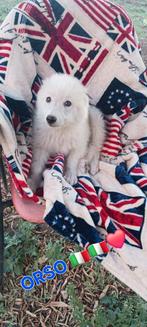 Maremmano pups ter adoptie, Dieren en Toebehoren, Honden | Poolhonden, Keeshonden en Oertypen, Particulier, Rabiës (hondsdolheid)