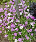 Iberis mix, Ophalen of Verzenden, Overige soorten, Volle zon
