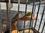 Tam koppel pyrrhura’s, Dieren en Toebehoren, Vogels | Parkieten en Papegaaien, Meerdere dieren, Papegaai, Tam