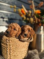 Labradoodle, Nederland, Overige rassen, CDV (hondenziekte), 8 tot 15 weken