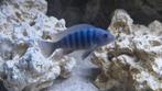 Malawi cichliden ., Dieren en Toebehoren, Vissen | Aquariumvissen, Vis