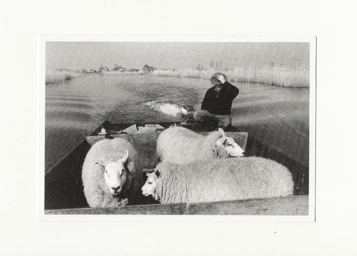 Oostzaan - Oostzanerveld, Verzamelen, Ansichtkaarten | Nederland, Ongelopen, Noord-Holland, 1980 tot heden, Ophalen