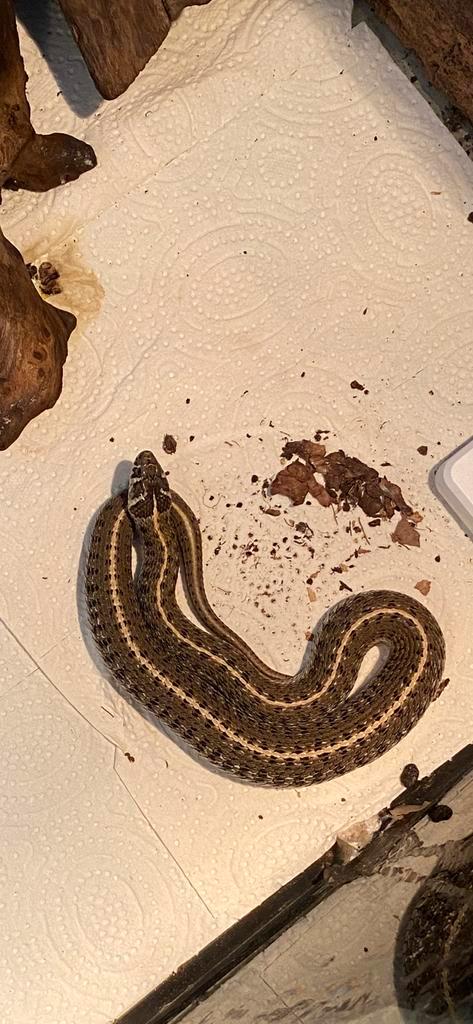 Volwassen koppel thamnophis scaliger met terrarium, Dieren en Toebehoren, Reptielen en Amfibieën, Slang, 3 tot 6 jaar, Met terrarium
