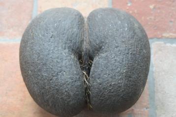 Ruwe coco de mer (zeekokosnoot) uit de seychellen beschikbaar voor biedingen