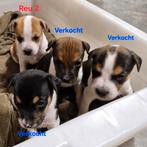 Boerenfox pups - puppies, Overige rassen, 8 tot 15 weken, CDV (hondenziekte), Meerdere