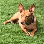 ACE: Rosie is erg sociaal met andere hondjes, in opv in BE, Particulier, Rabiës (hondsdolheid), Overige rassen, Buitenland