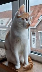 Rood/witte kater, Dieren en Toebehoren, Katten en Kittens | Overige Katten, Kater, Kortharig, 0 tot 2 jaar