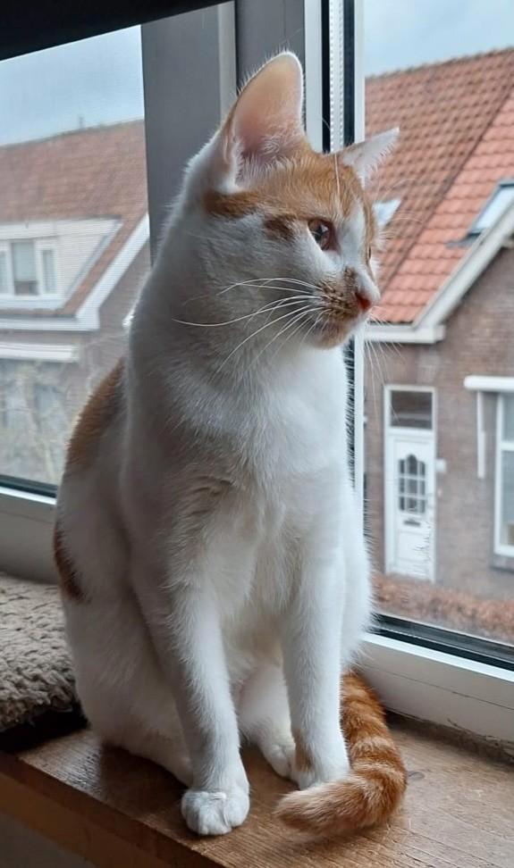 Rood/witte kater, Dieren en Toebehoren, Katten en Kittens | Overige Katten, Kortharig, Kater, 0 tot 2 jaar