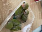Agapornis baby’s, Geslacht onbekend, Dwergpapegaai of Agapornis, Geringd