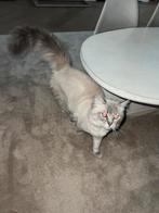 Ragdoll kater, Kinderen en Baby's, Buggy's, Ophalen of Verzenden