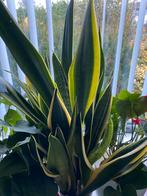 Mooie planten te koop wegens verbouwing, Ophalen, Gehele jaar, Halfschaduw, Zaad