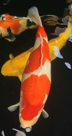 HQ sakai kohaku, HQ mugashi, Dieren en Toebehoren, Vissen | Vijvervissen, Karper of Koi