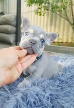 prachtige jongen Franse Bulldog puppy, Dieren en Toebehoren, Honden | Niet-rashonden, Particulier, Meerdere, Klein, 8 tot 15 weken