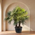Multistam Trachycarpus Fortunei palmbomen 3 stammen, Tuin en Terras, 100 tot 250 cm, Zomer, Palmboom, Ophalen