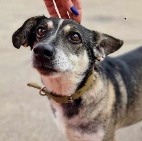 Senya is heel kalm en evenwichtig., Dieren en Toebehoren, Honden | Niet-rashonden, Middel, Reu, Particulier, Eén hond, Buitenland