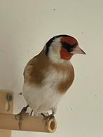 majoor putters, Dieren en Toebehoren, Vogels | Overige Vogels, Mannelijk, Wildzangvogel