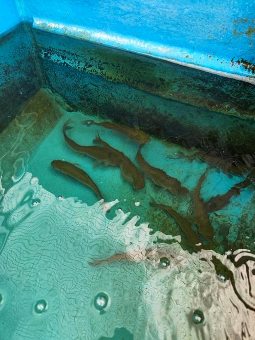 Graskarpers 25-30 cm desgewenst bezorgd aan huis, Dieren en Toebehoren, Vissen | Vijvervissen, Karper of Koi