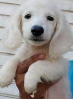 Mooie witte creme reu, Dieren en Toebehoren, Honden | Teckels en Dashonden, Rabiës (hondsdolheid), Reu, 1 tot 2 jaar, Dwerg