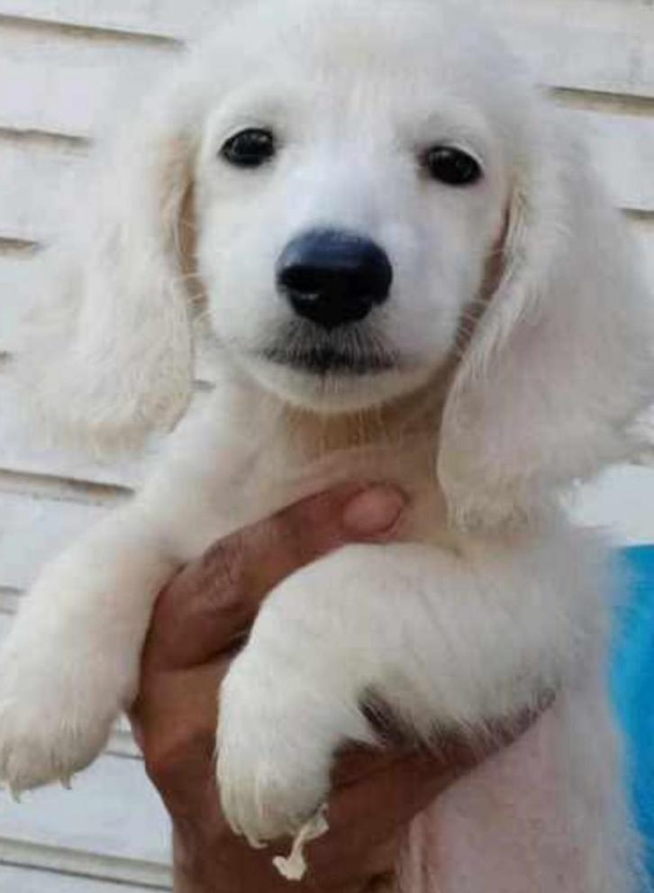 Mooie witte creme reu, Dieren en Toebehoren, Honden | Teckels en Dashonden, Reu, Langhaar, Dwerg, Particulier, Eén hond, Nederland