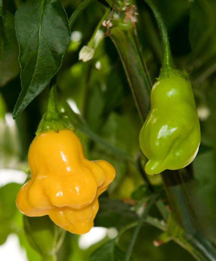 Aji Fantasy Yellow - Peper zaden, Tuin en Terras, Bloembollen en Zaden, Volle zon, Verzenden