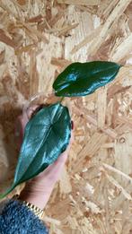 Alocasia Heterophylla, Ophalen of Verzenden, Halfschaduw, Minder dan 100 cm